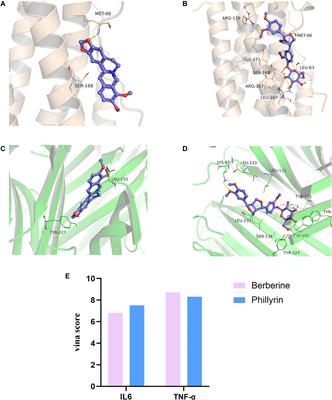 Tanhuo Formula Inhibits Astrocyte Activation and Apoptosis in Acute Ischemic Stroke